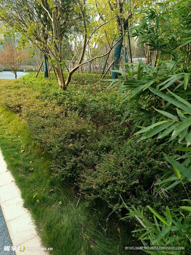 城市角落的绿植景观