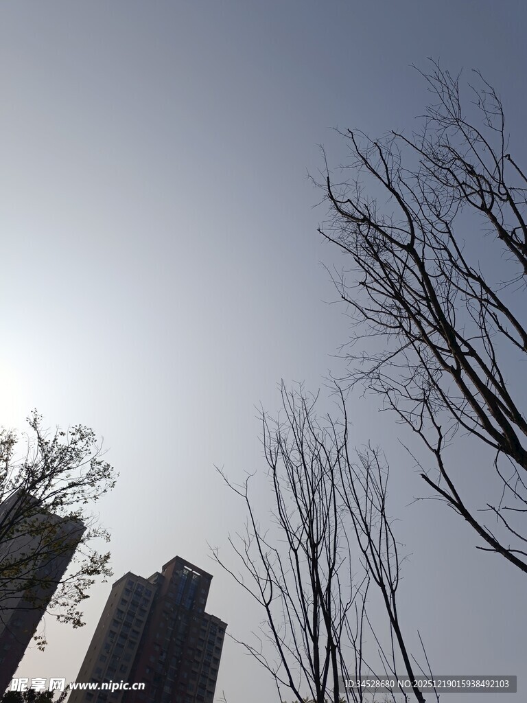 冬日光秃树木与高楼景象