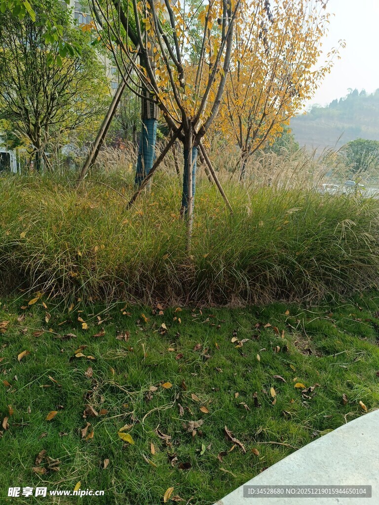 秋日公园草地树木景致