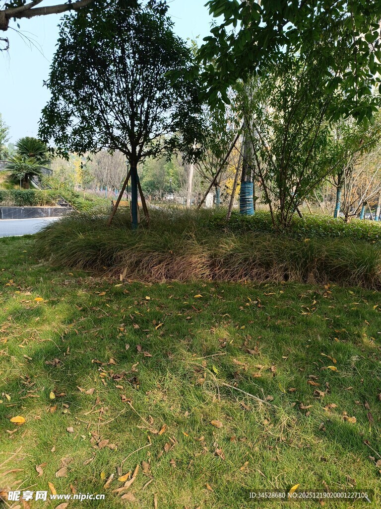 阳光照耀下的草地与树木