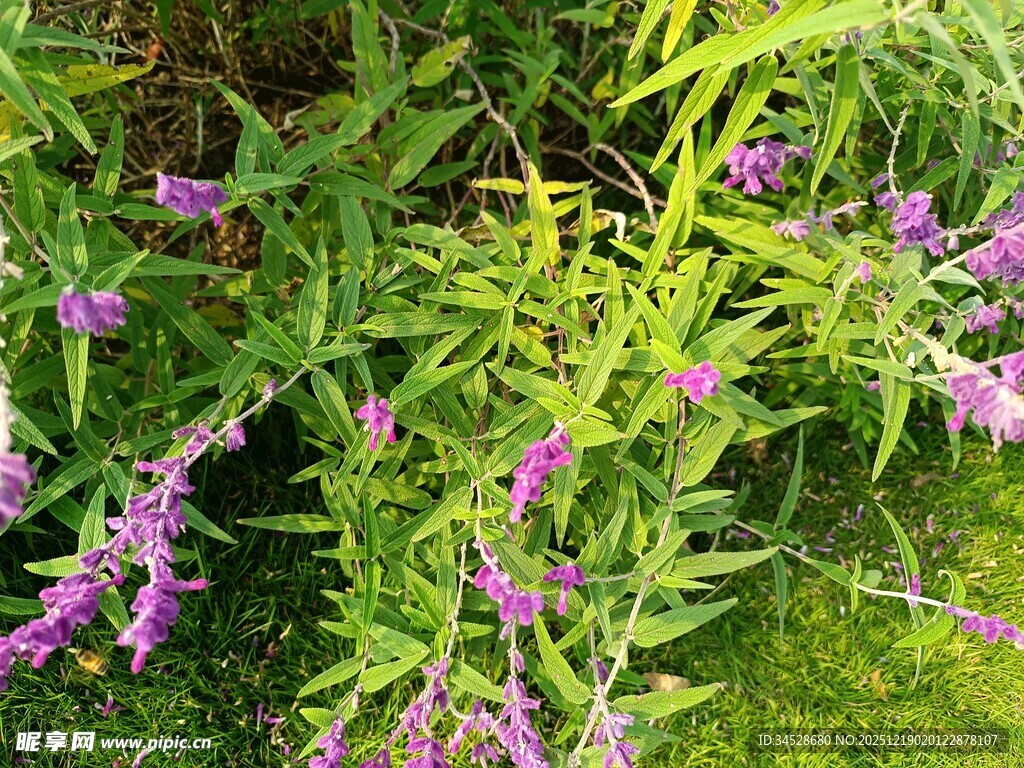 紫色花卉与绿叶的自然景致