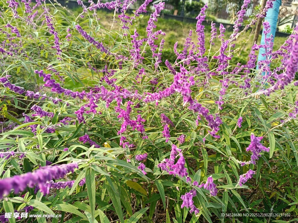 紫色花丛绽放生机