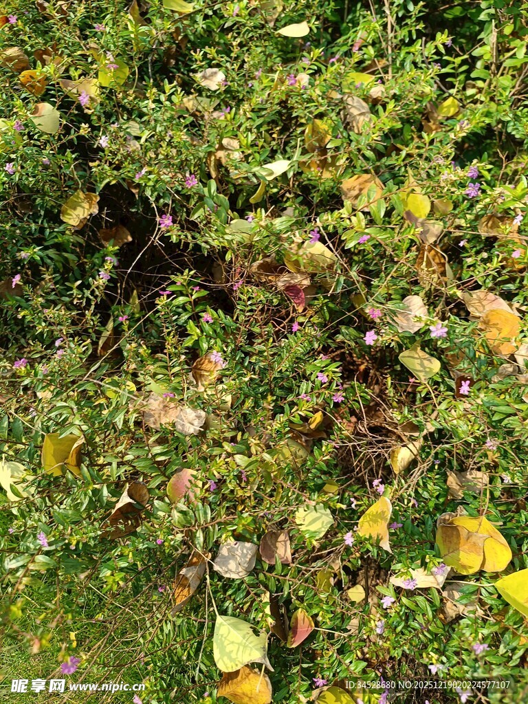 秋日草地落叶景象