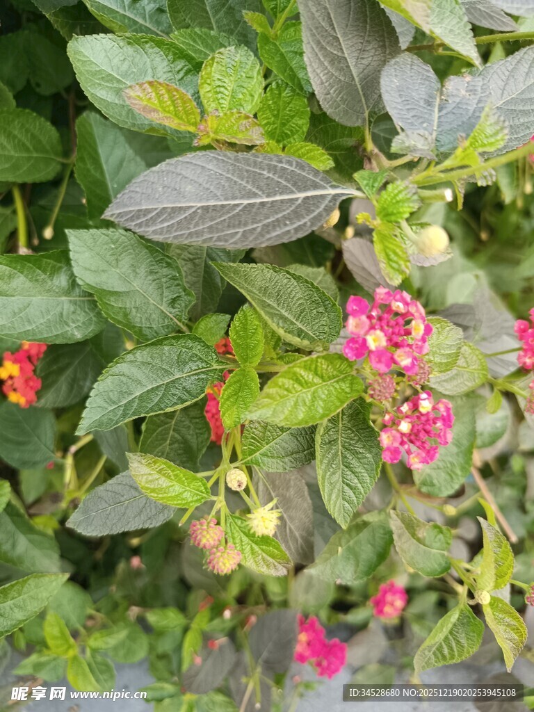 绿叶间绽放的娇艳小花