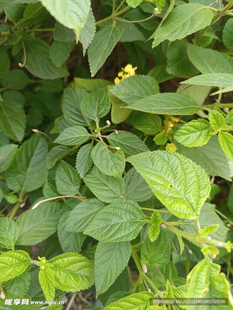 绿叶间的清新植物画面