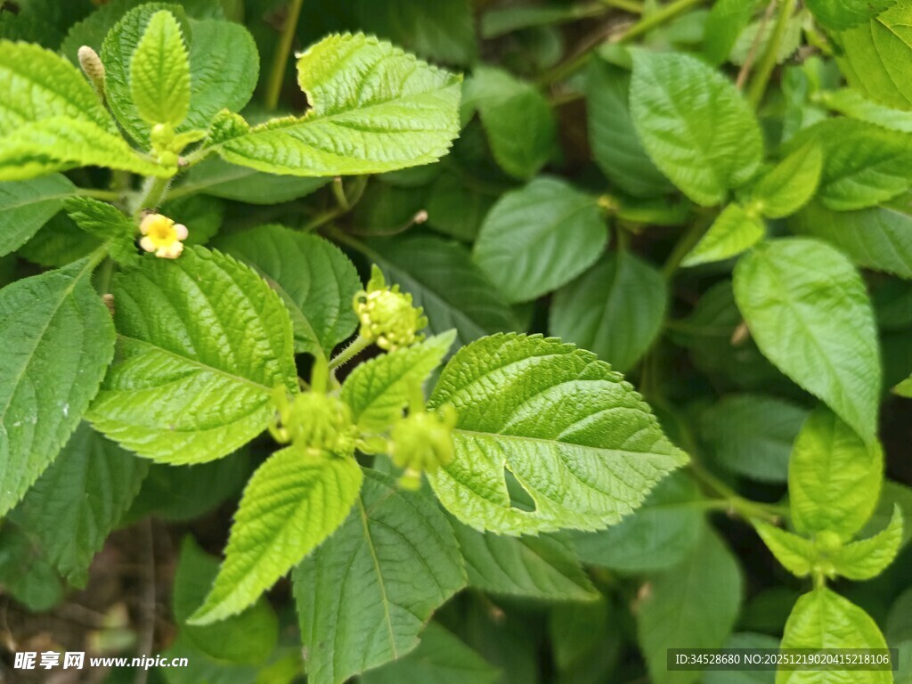 翠绿繁茂的植物叶片