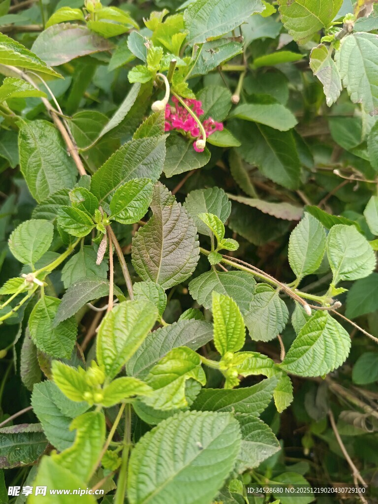 绿叶丛中的娇艳小红花