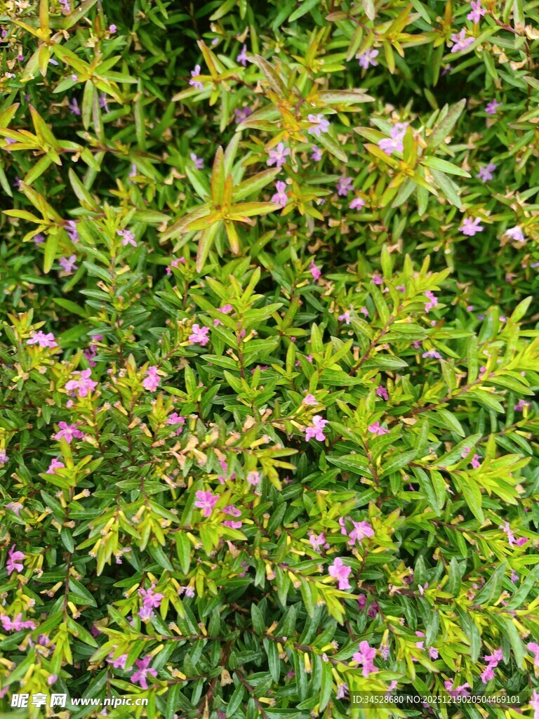 绿叶丛中绽放的粉色小花