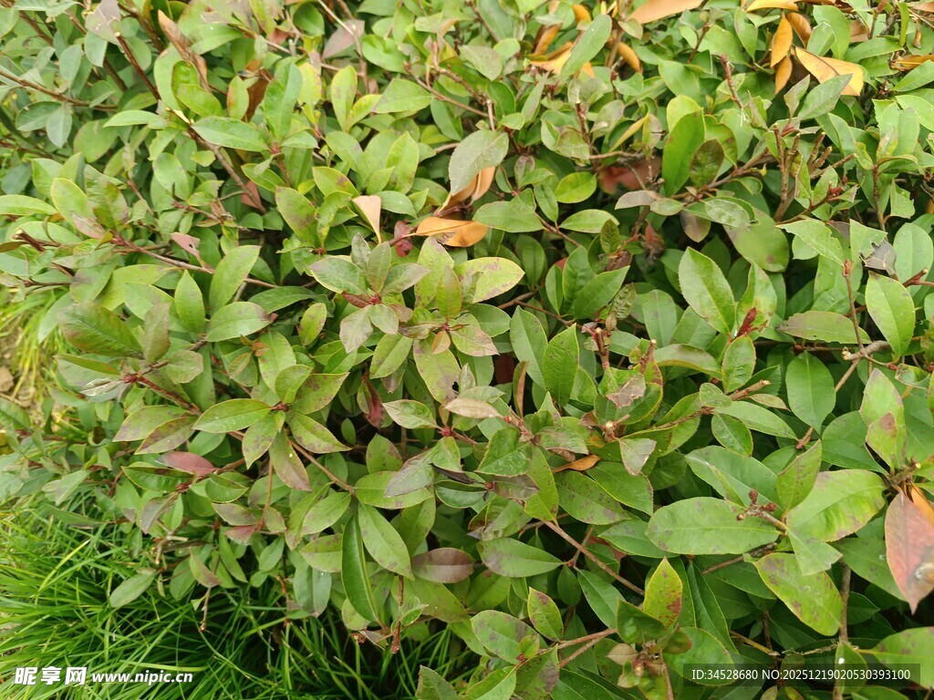 绿叶繁茂的植物景观