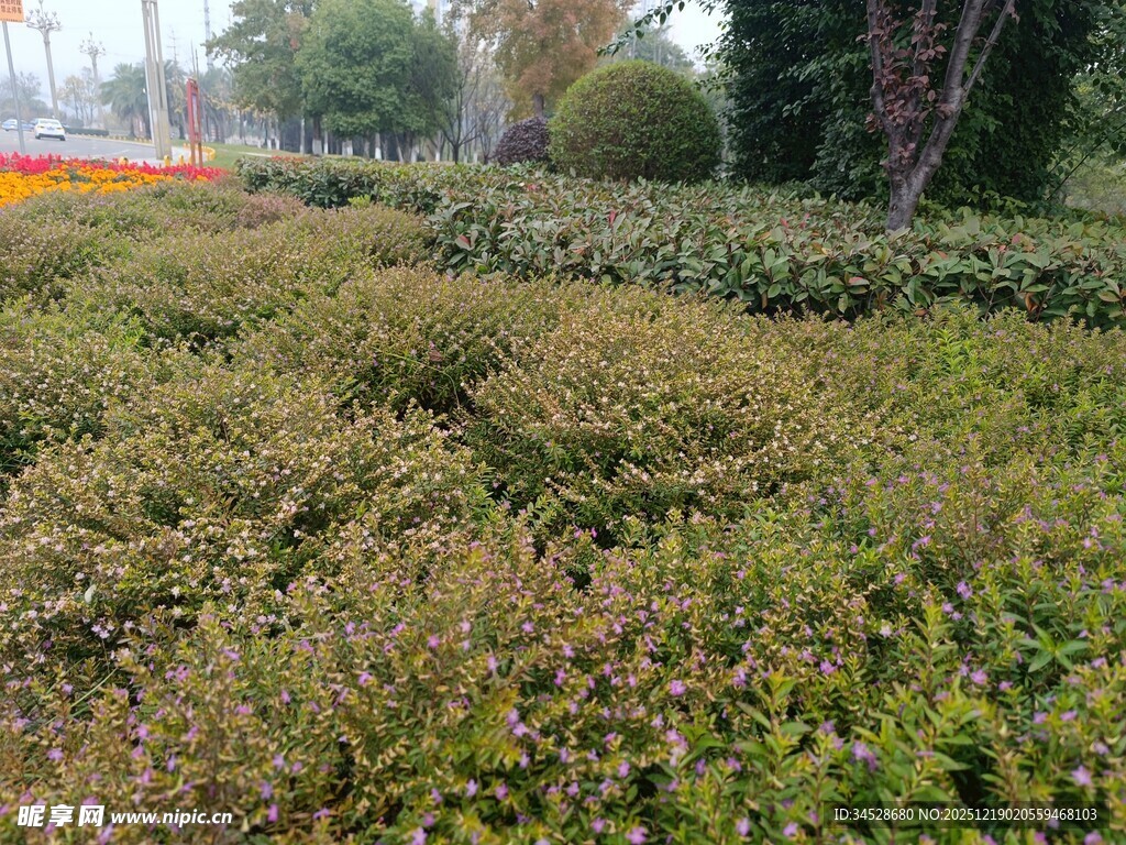 低矮绿植景观