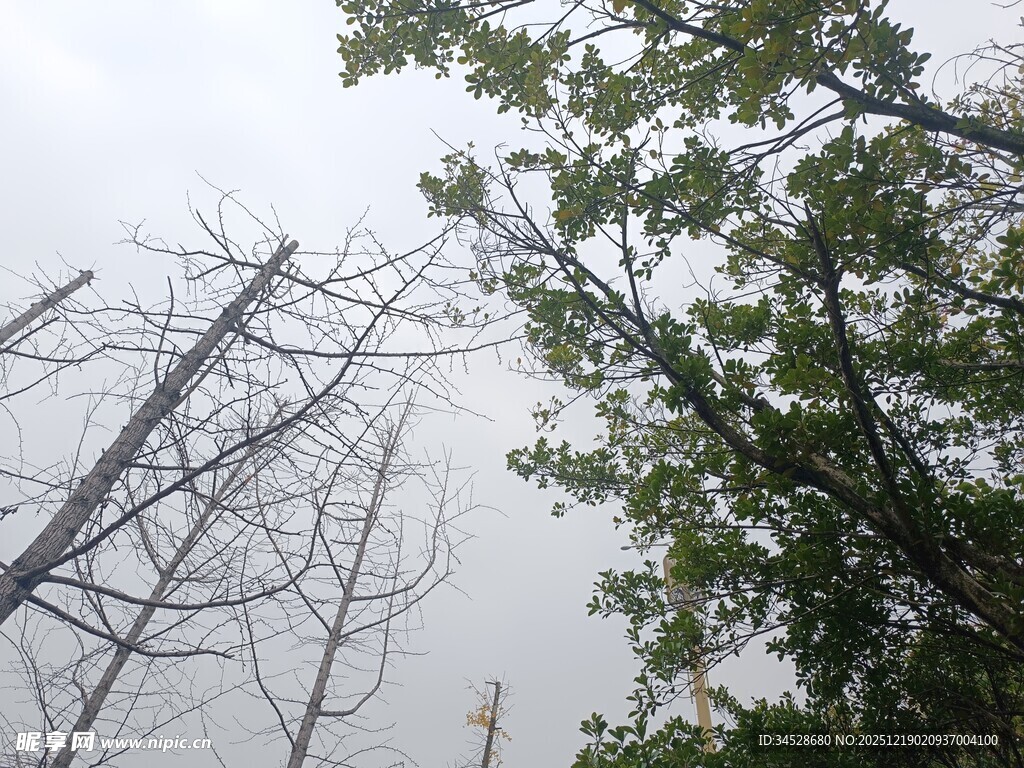 枯树与绿树的鲜明对比