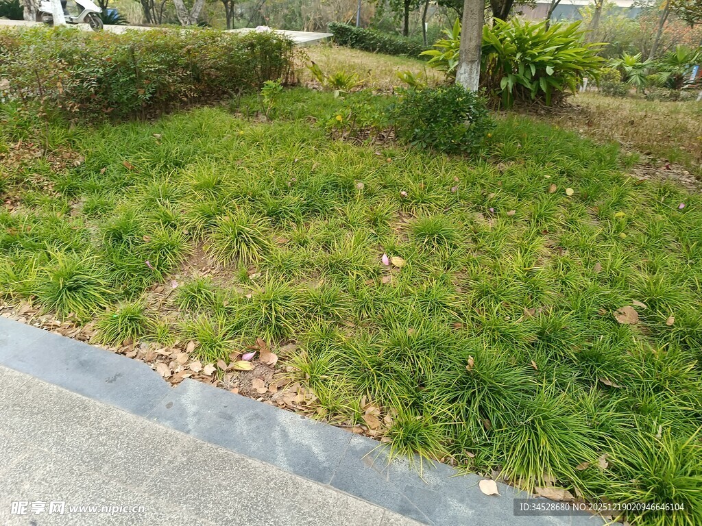 路边绿意盎然的草地景观