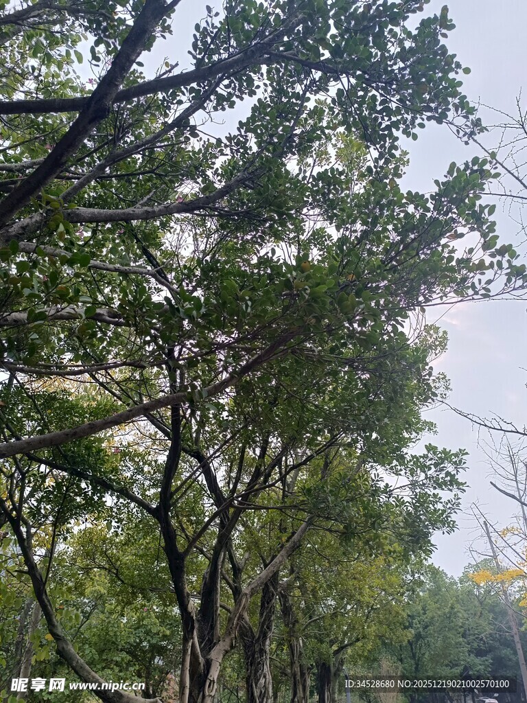 林间绿树成荫的清新景致