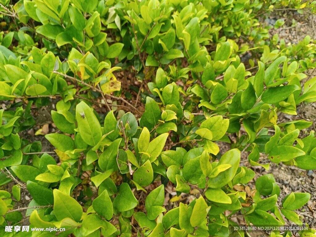 翠绿茂盛的植物群落