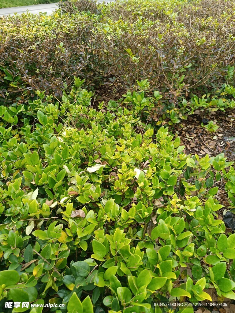 翠绿繁茂的地面绿植景观