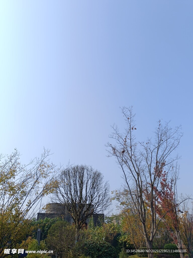 秋日树梢与蓝天景致