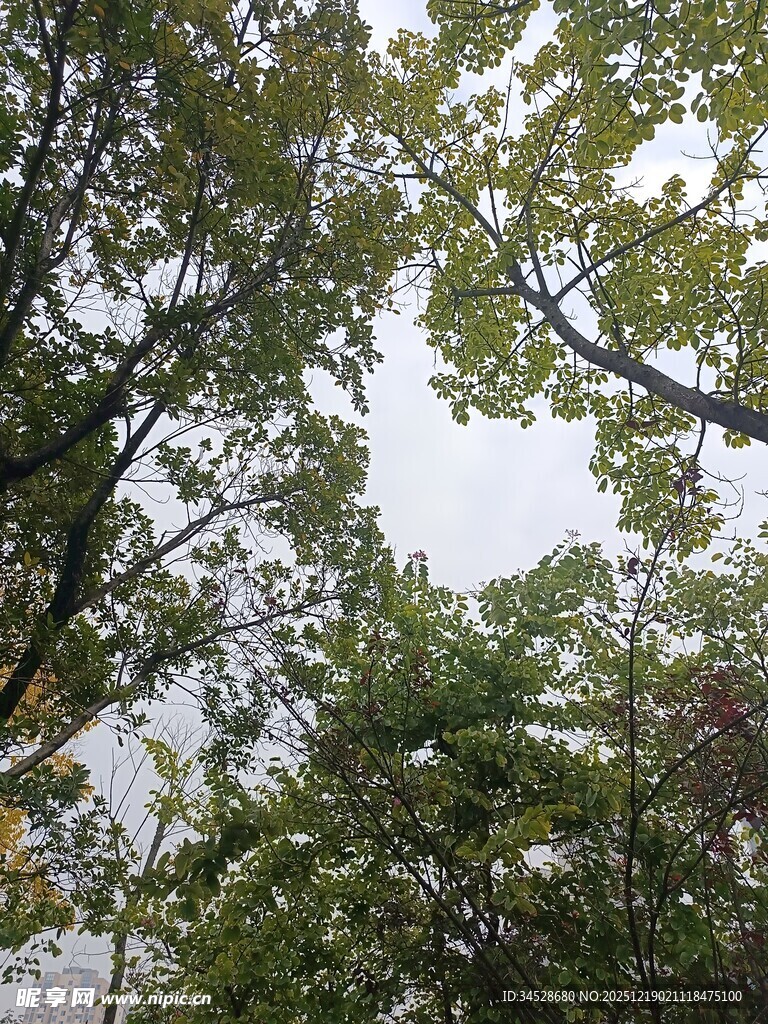 仰视繁茂枝叶的绿意