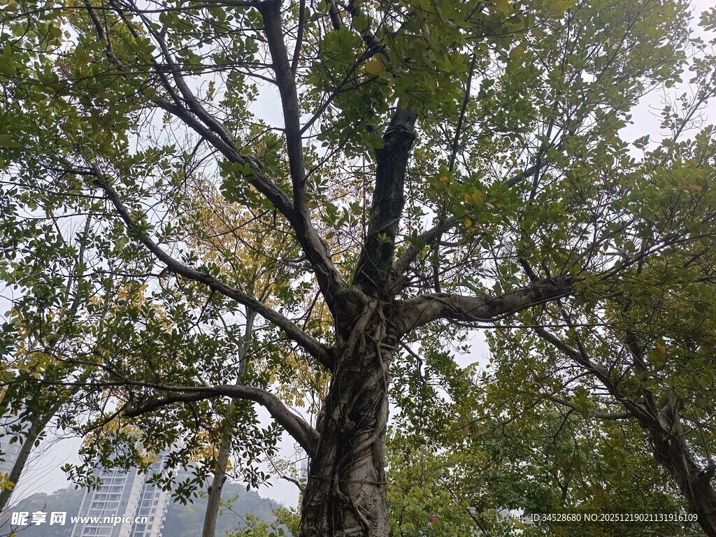 秋日银杏树的繁茂景象