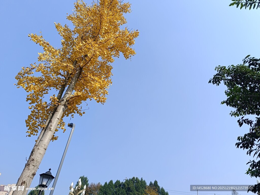 金黄银杏树挺立蓝天之下
