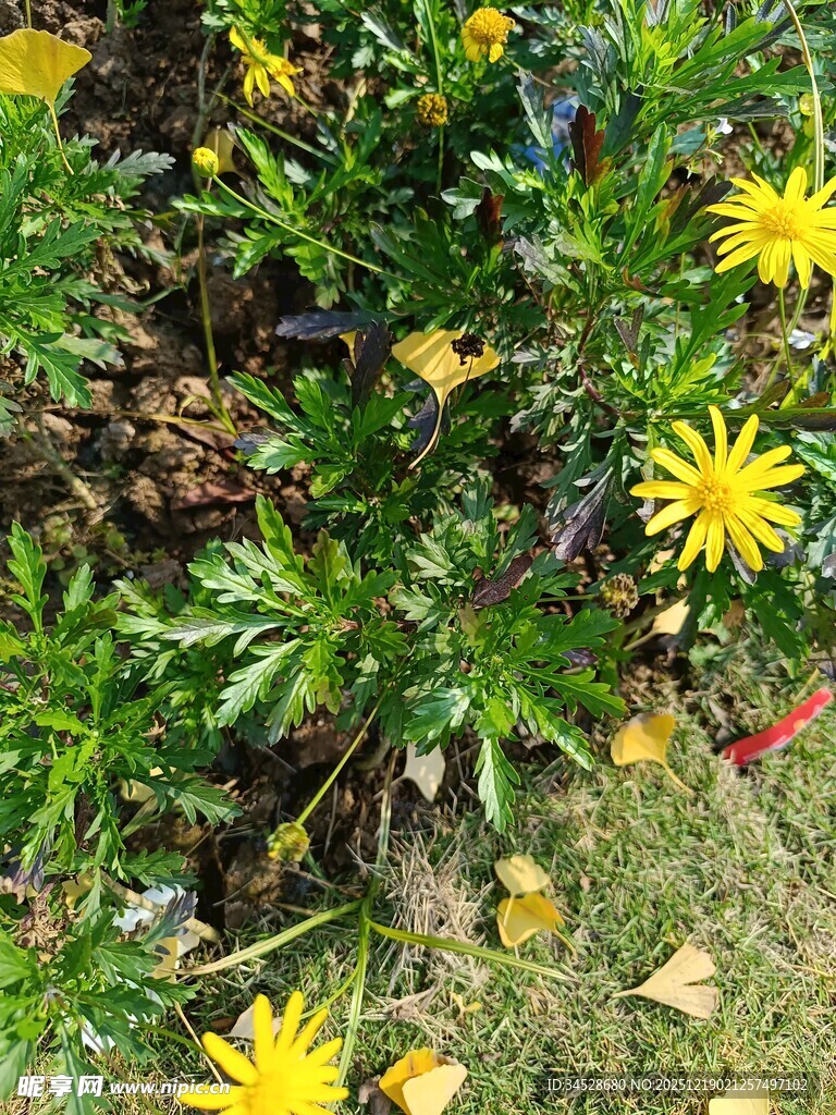 黄色小花点缀绿植间