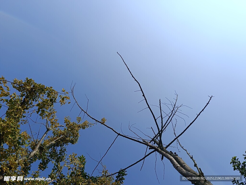 枯树与蓝天旁的葱郁枝叶