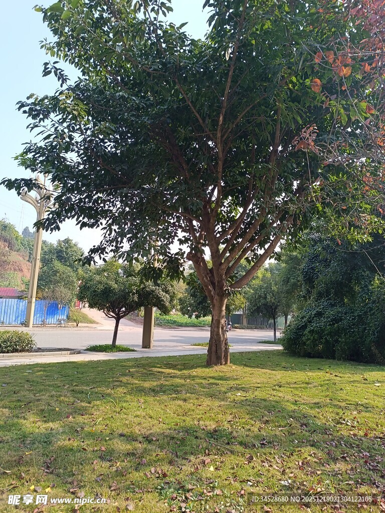 户外绿树草地风景图