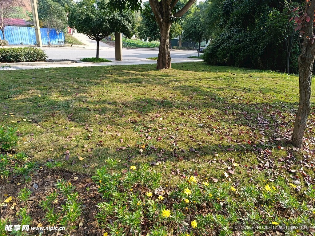 阳光照耀下的草地与树木