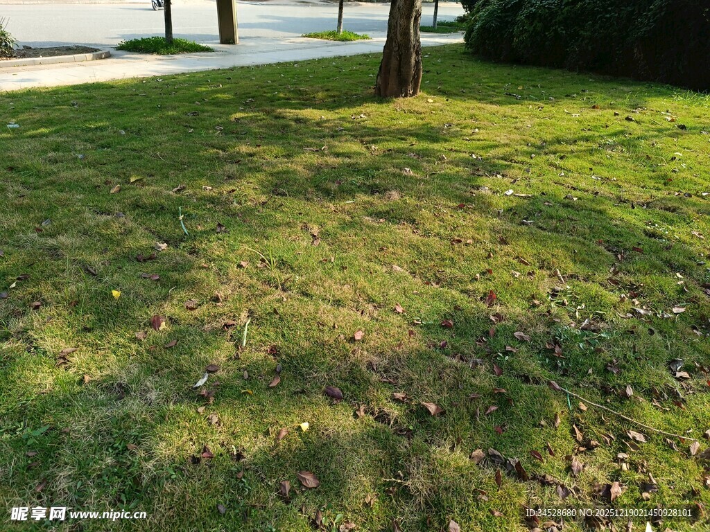 阳光下的翠绿草地