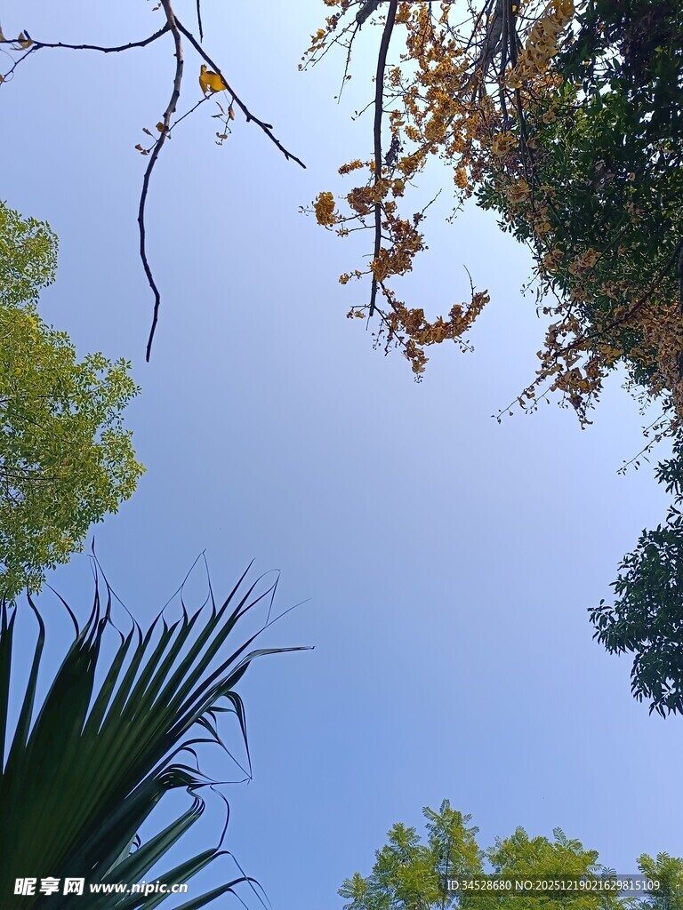 仰视树冠下的晴朗蓝天