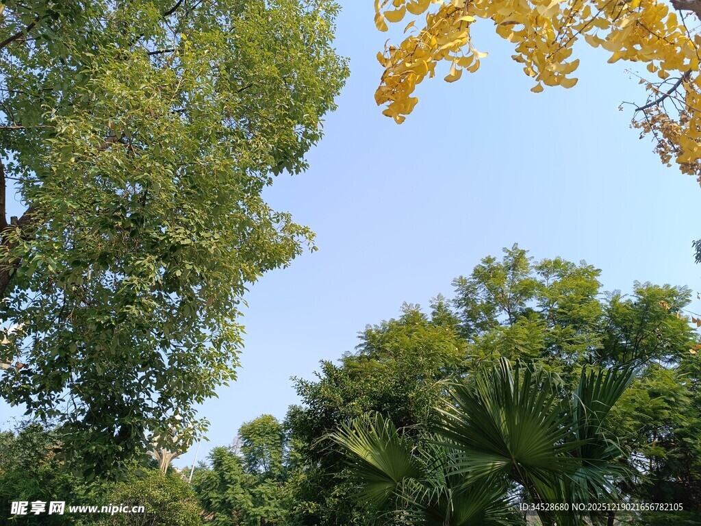 秋日林间蓝天美景