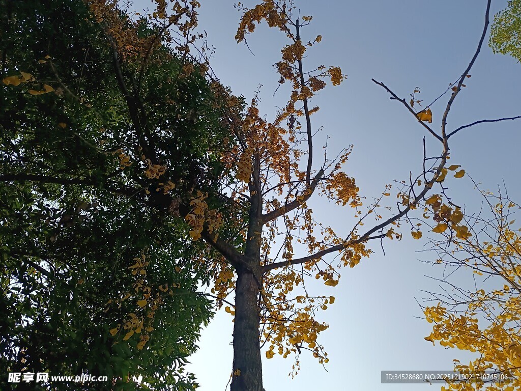秋日树木景观