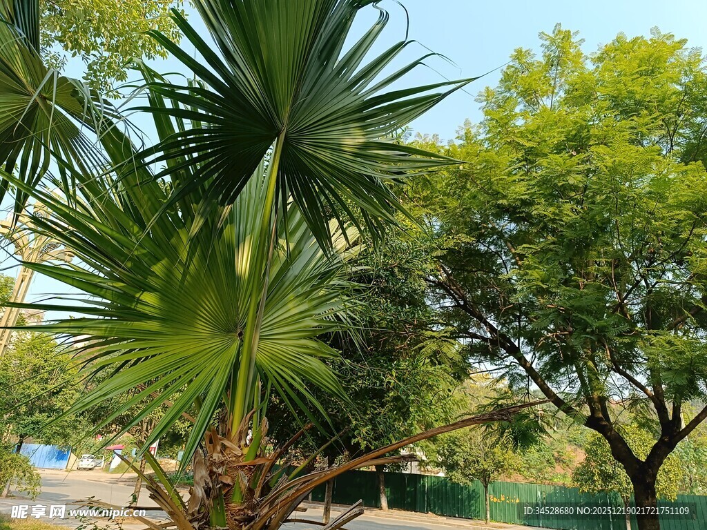 户外葱郁的棕榈树与绿树