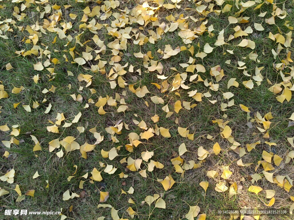 地面散落的金黄银杏叶
