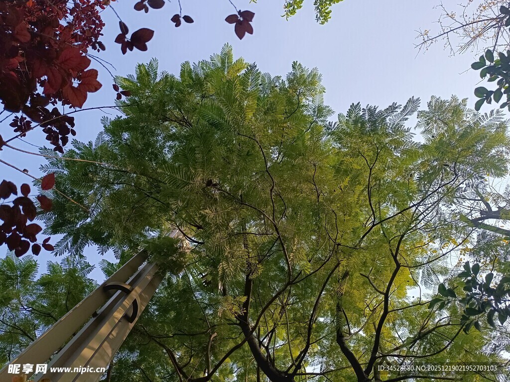 仰视葱郁树木的美丽景象