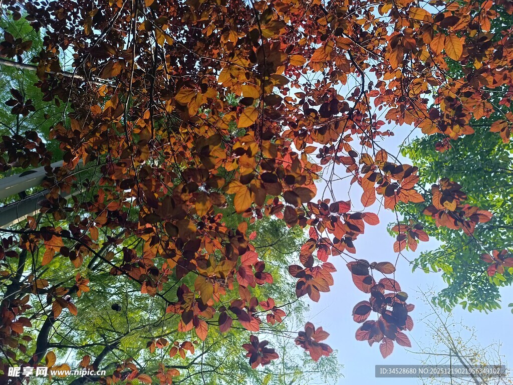 秋日斑斓树叶映于水面