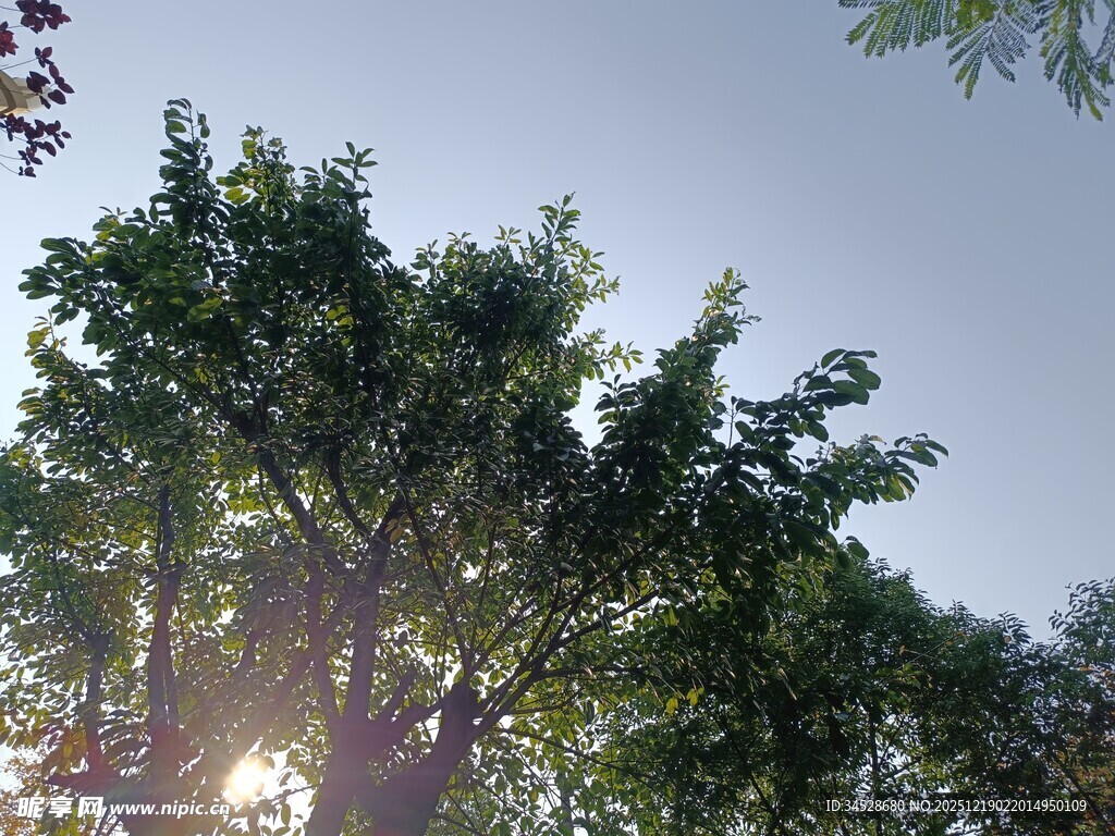 阳光透过枝叶的绿意景象