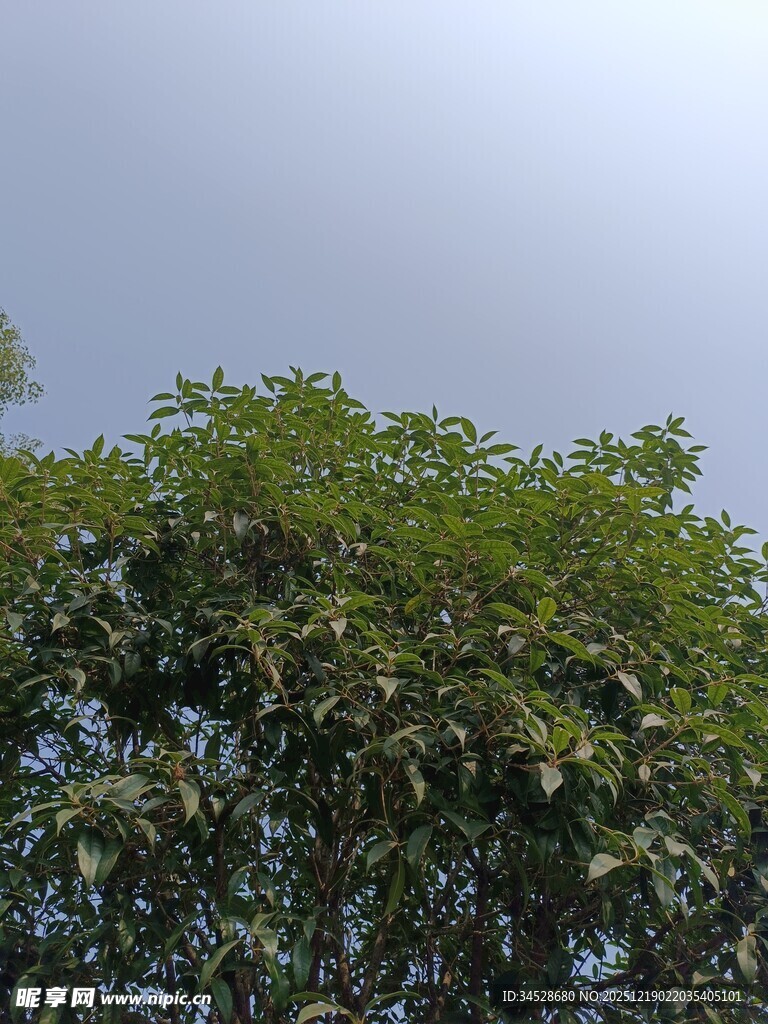 绿叶繁茂的树冠