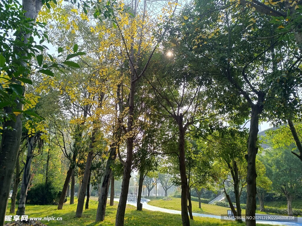 阳光洒落林间的静谧景致