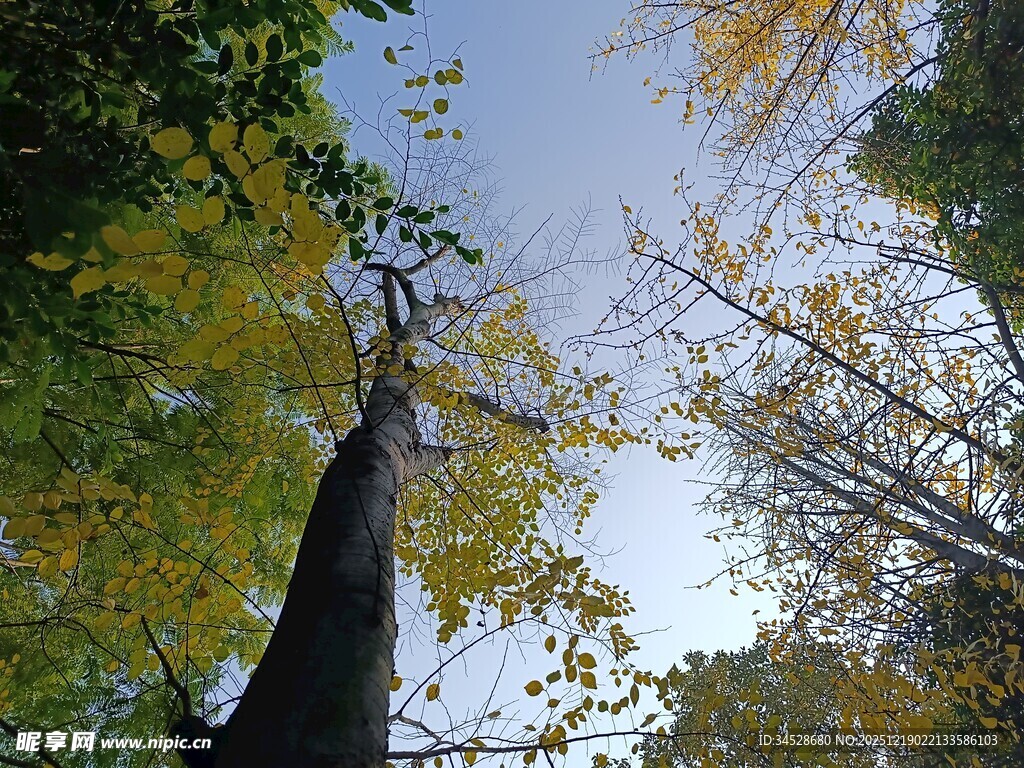 仰望秋日树林中的树木