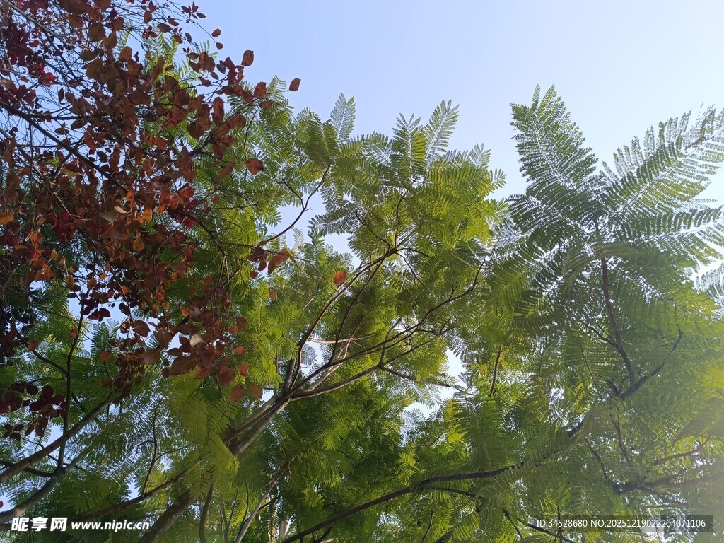 阳光下的多彩树木