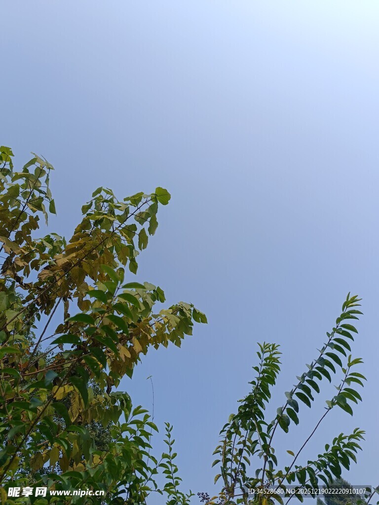 蓝天映衬下的繁茂枝叶