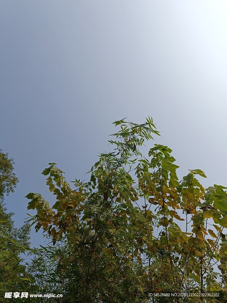 阳光下的葱郁树梢