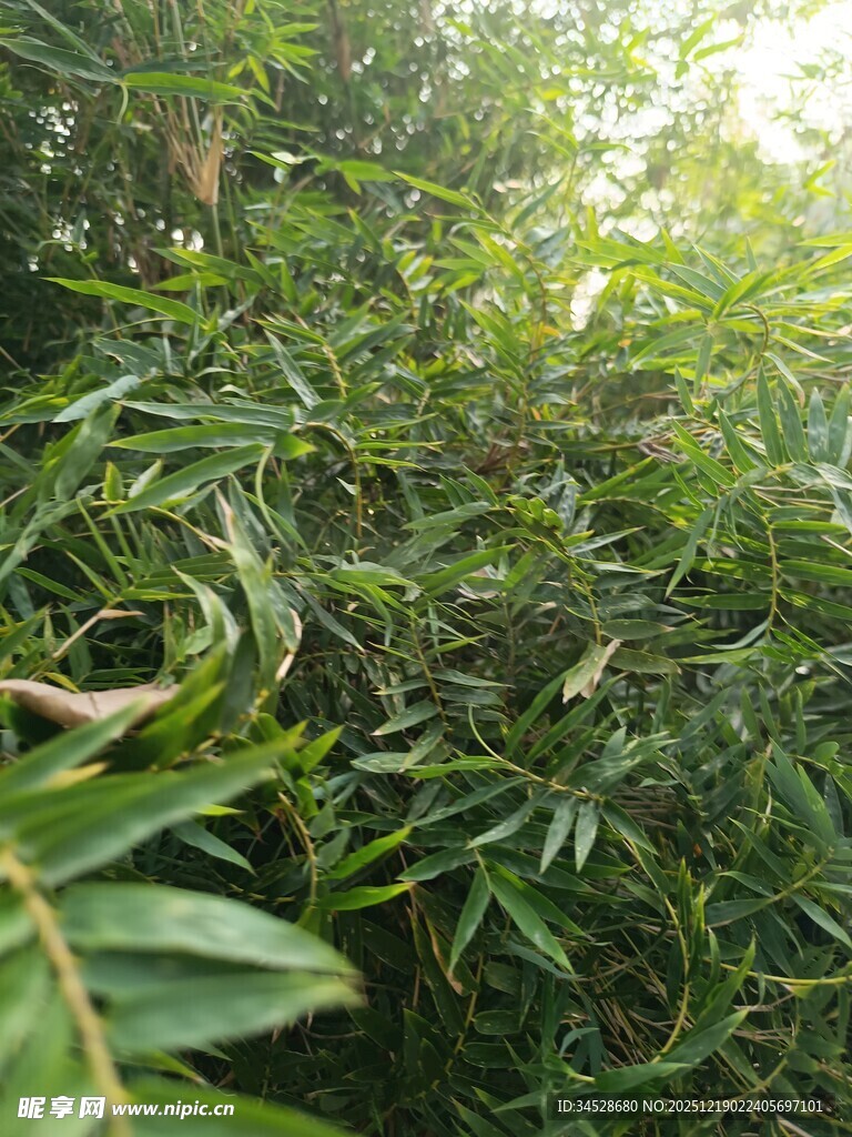 茂密绿植特写
