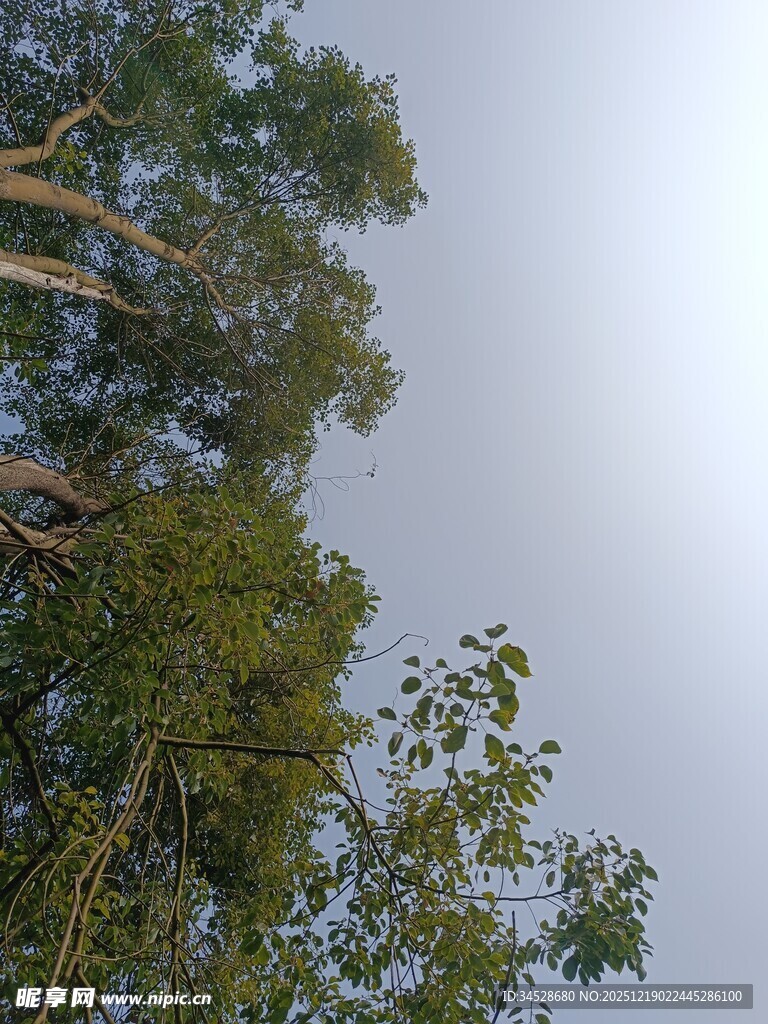 仰视茂密树林树冠