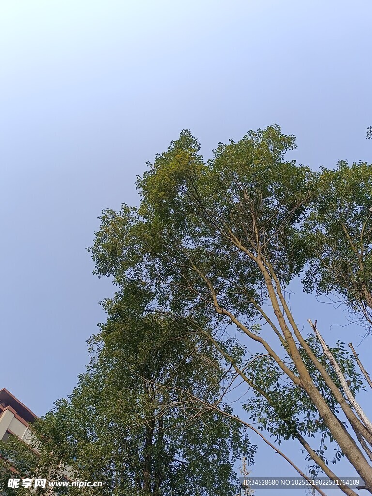 蓝天绿树间的清新景致