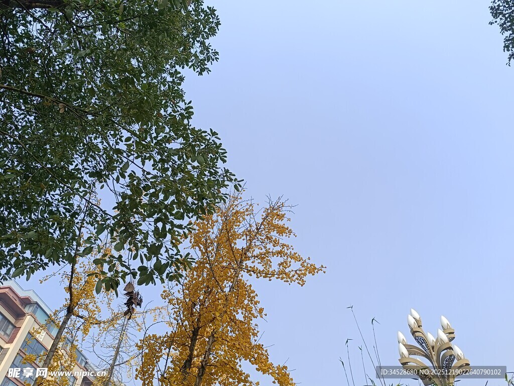 秋日银杏与建筑景观