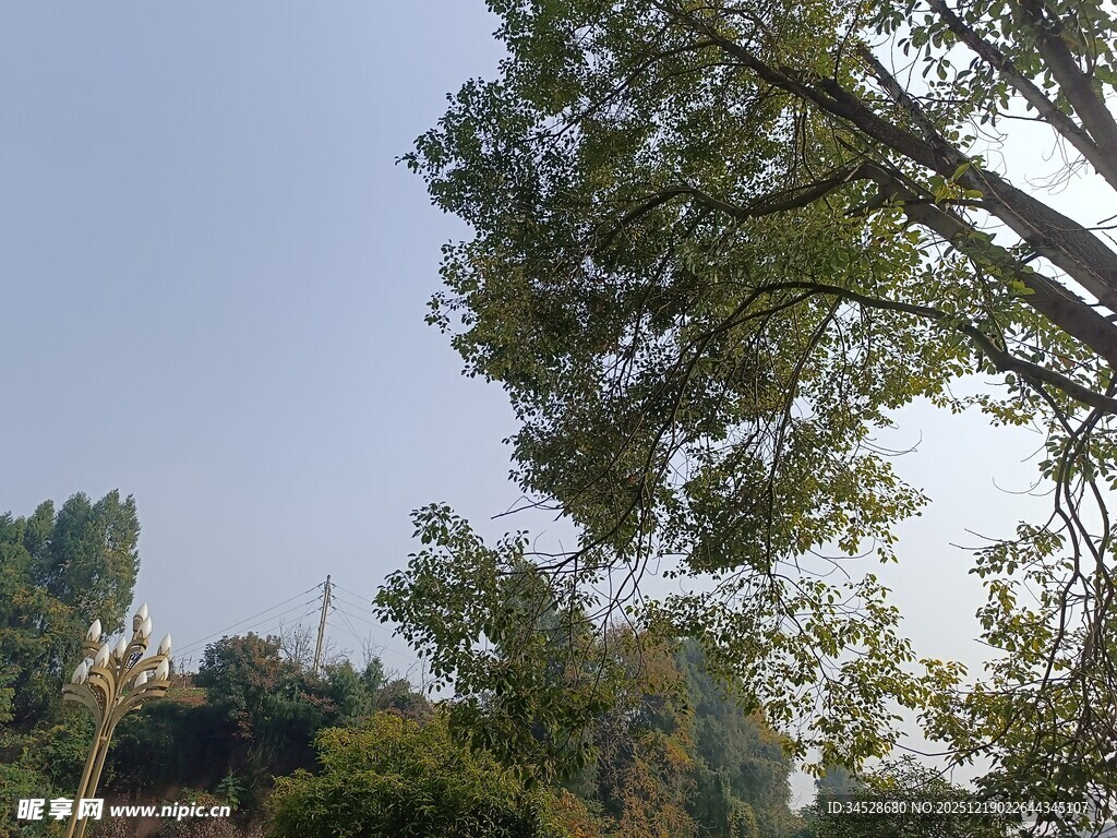 阳光下的葱郁树木