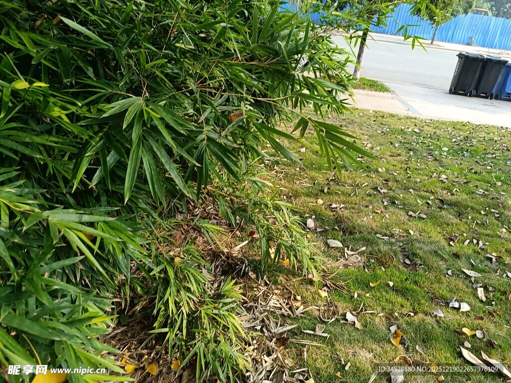 户外翠绿竹林与草地景象