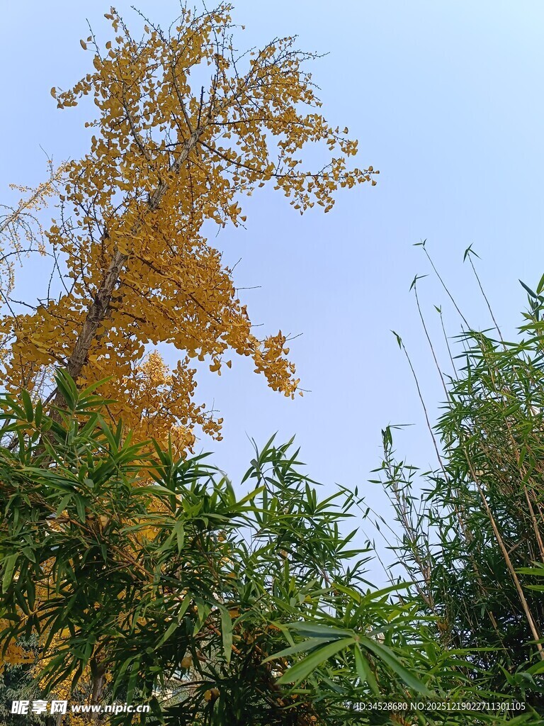 秋日金黄银杏与绿植