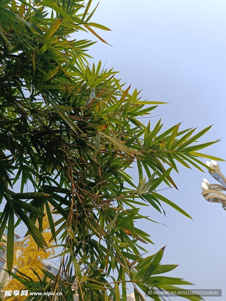 翠绿竹叶映蓝天